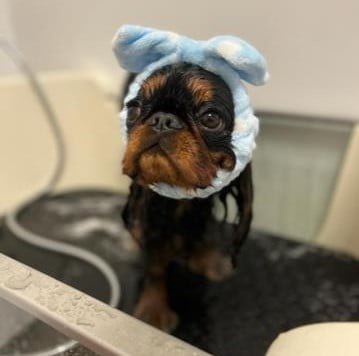 Aromaterapia pre psov