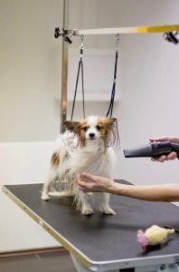 Galéria | Psí salón v Bratislave Dog's Beauty and Wellness