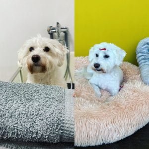 Pred a po úprave srsti