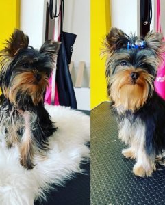 Pred a po úprave srsti