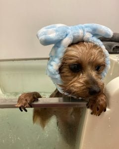 Kúpanie psov Bratislava