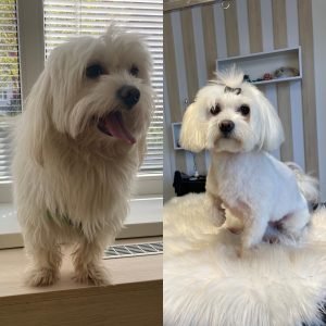 Strihanie psov Bratislava