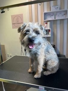 Trimovanie psov Bratislava