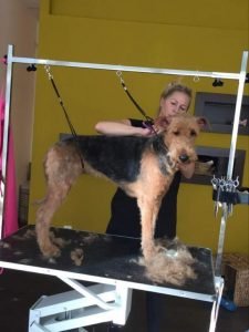 Trimovanie psov Bratislava