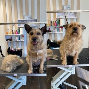 Trimovanie psov Bratislava