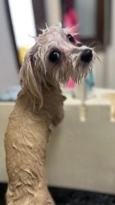 Bahenný zábal pre psov