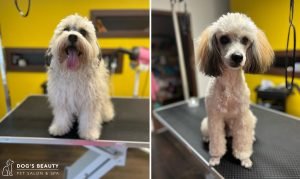 Strihanie psov Bratislava | Dog´s beauty & wellness