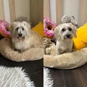 Strihanie psov Bratislava | Dog´s beauty & wellness