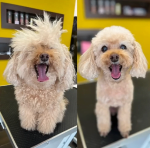 Strihanie psov Bratislava | Dog´s beauty & wellness