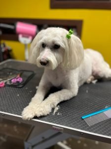 Strihanie psov Bratislava | Dog´s beauty & wellness