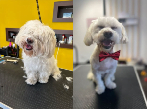 Strihanie psov Bratislava | Dog´s beauty & wellness