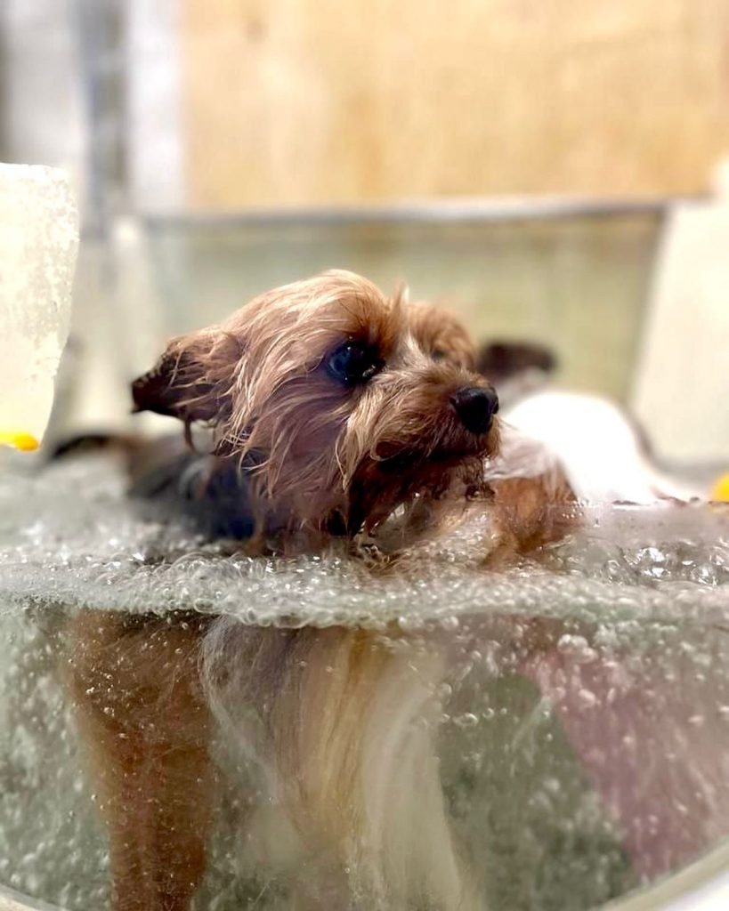 Ozonoterapia pre psov | Dog´s beauty & wellness