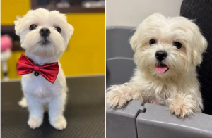 Strihanie psov Bratislava | Dog´s beauty & wellness