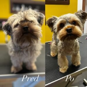 Strihanie psov Bratislava | Dog´s beauty & wellness