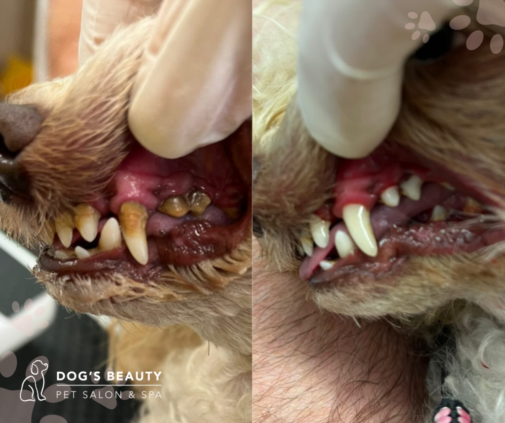 Dentálna hygiena pre psov | Dog´s beauty & wellness