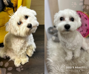 Strihanie psov Bratislava | Dog´s beauty & wellness