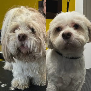 Strihanie psov Bratislava | Dog´s beauty & wellness