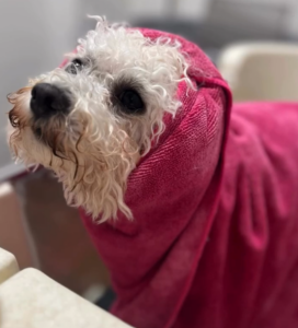 Kúpanie, česanie a úprava srsti | Dog´s beauty & wellness