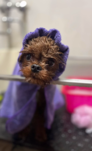 Kúpanie, česanie a úprava srsti | Dog´s beauty & wellness