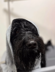 Kúpanie, česanie a úprava srsti | Dog´s beauty & wellness