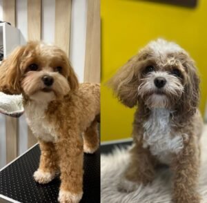 Strihanie psov Bratislava | Dog´s beauty & wellness