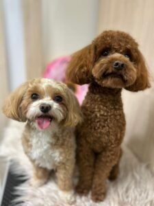 Strihanie psov Bratislava | Dog´s beauty & wellness