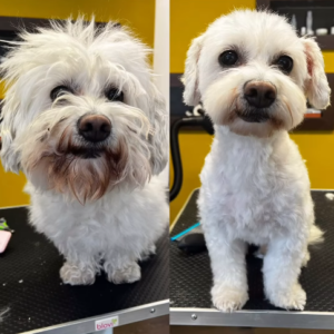 Strihanie psov Bratislava | Dog´s beauty & wellness