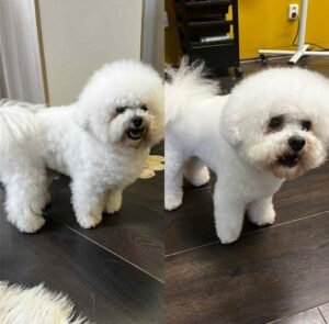 Strihanie psov Bratislava | Dog´s beauty & wellness