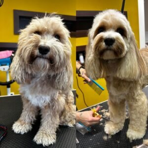 Strihanie psov Bratislava | Dog´s beauty & wellness