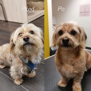 Strihanie psov Bratislava | Dog´s beauty & wellness