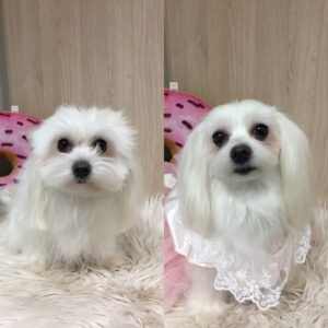 Strihanie psov Bratislava | Dog´s beauty & wellness