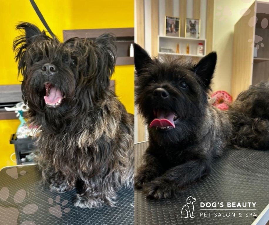 Trimovanie psov Bratislava | Dog´s beauty & wellness