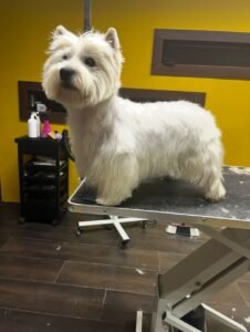 Strihanie psov Bratislava | Dog´s beauty & wellness