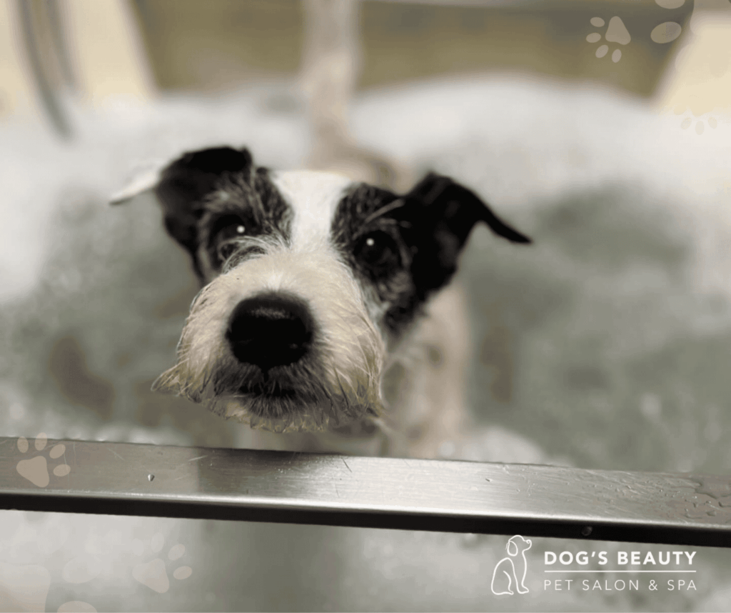 Ozonoterapia pre psov | Dog´s beauty & wellness