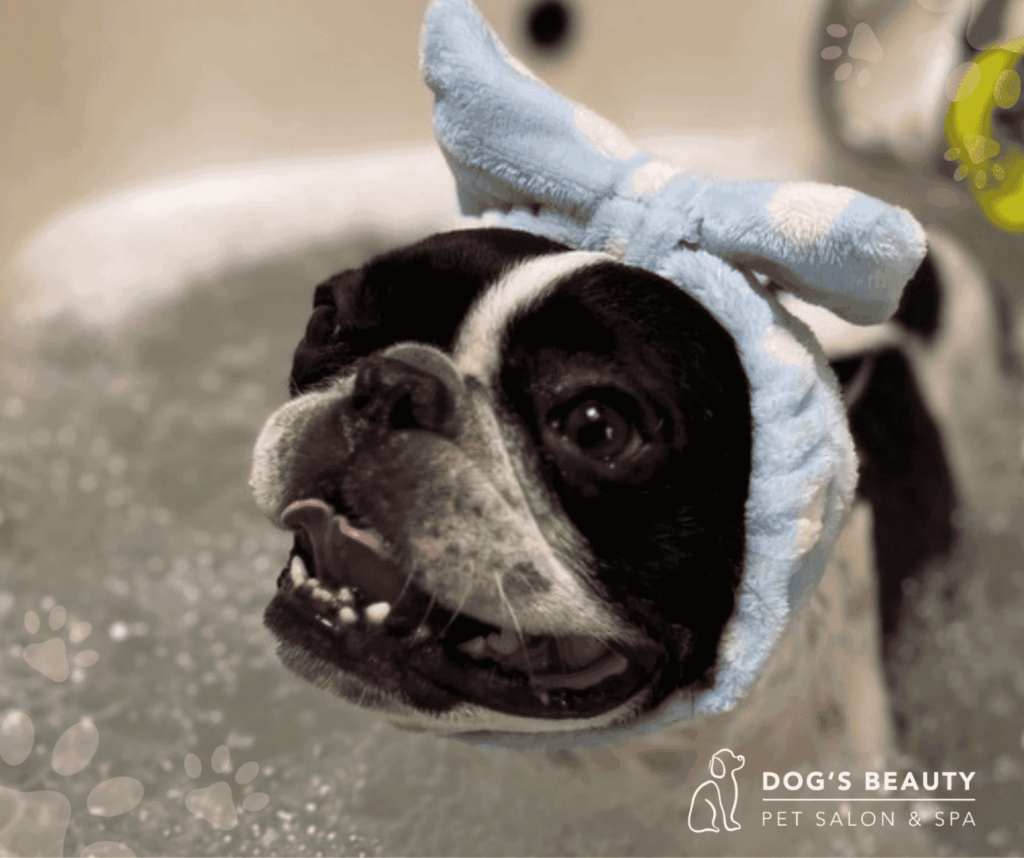 Ozonoterapia pre psov | Dog´s beauty & wellness