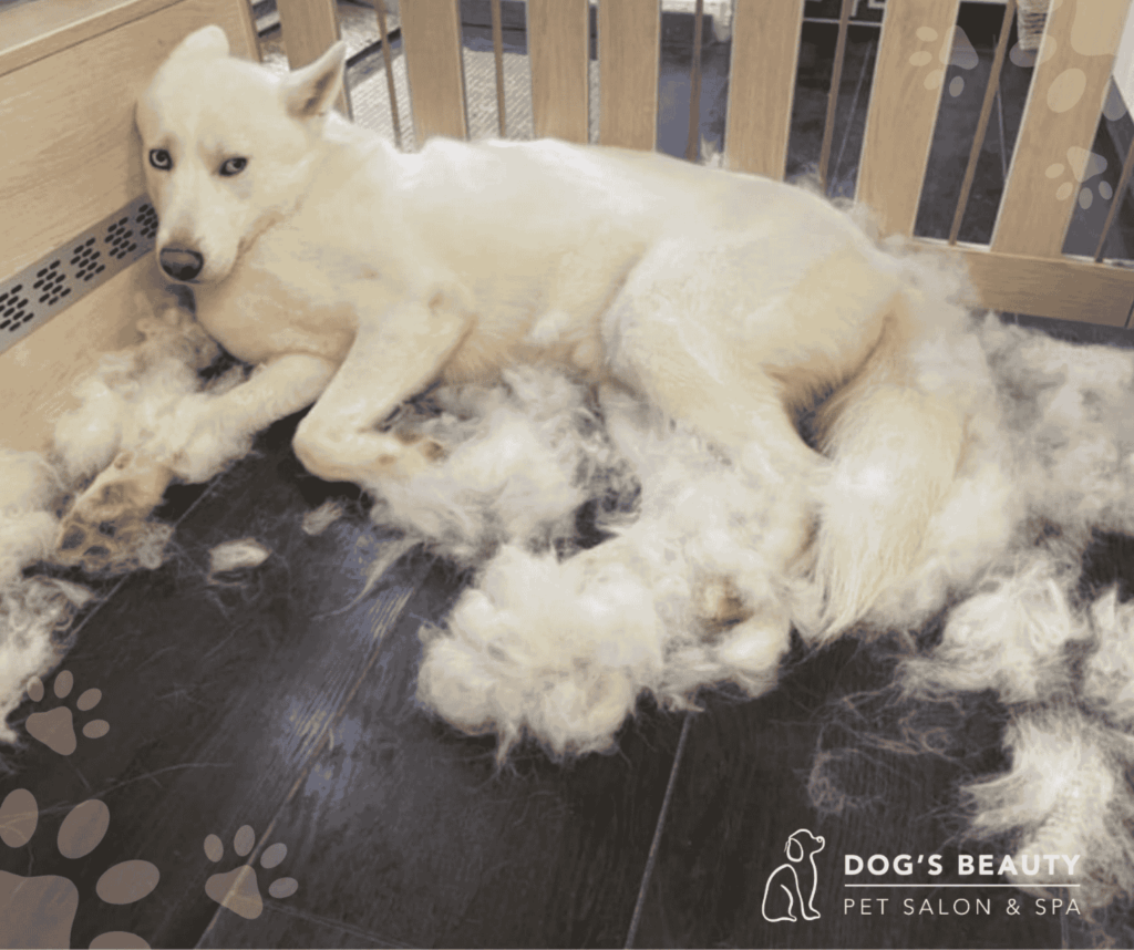 Ozonoterapia pre psov proti pĺznutiu srsti